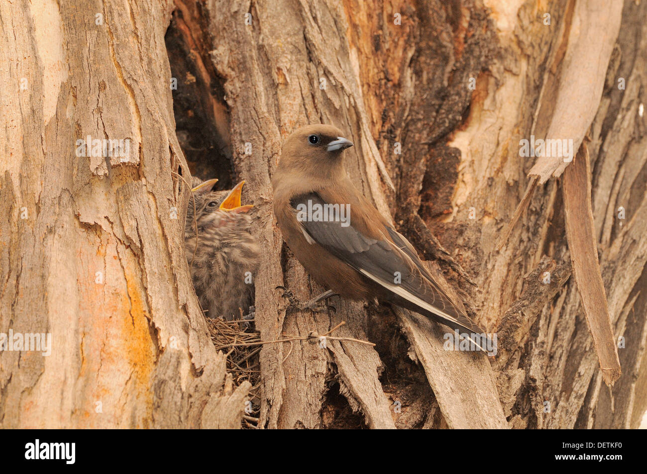 Dusky Woodswallow Artamus cyanopterus adulto presso il nido con pulcini fotografato in Tasmania, Australia Foto Stock