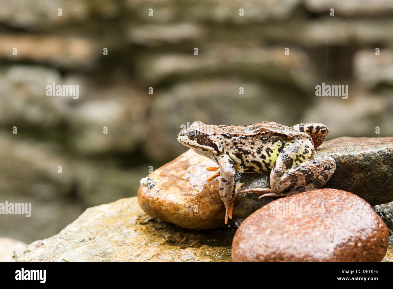 Grande rana marrone su una roccia Foto Stock