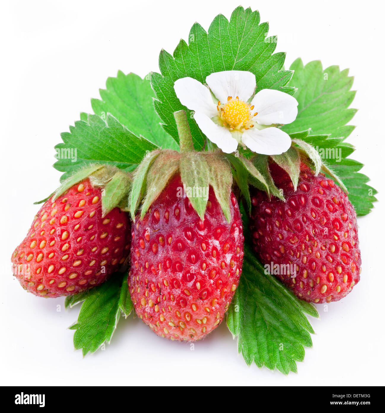 Una ricca di frutta fragola isolato su uno sfondo bianco. Foto Stock