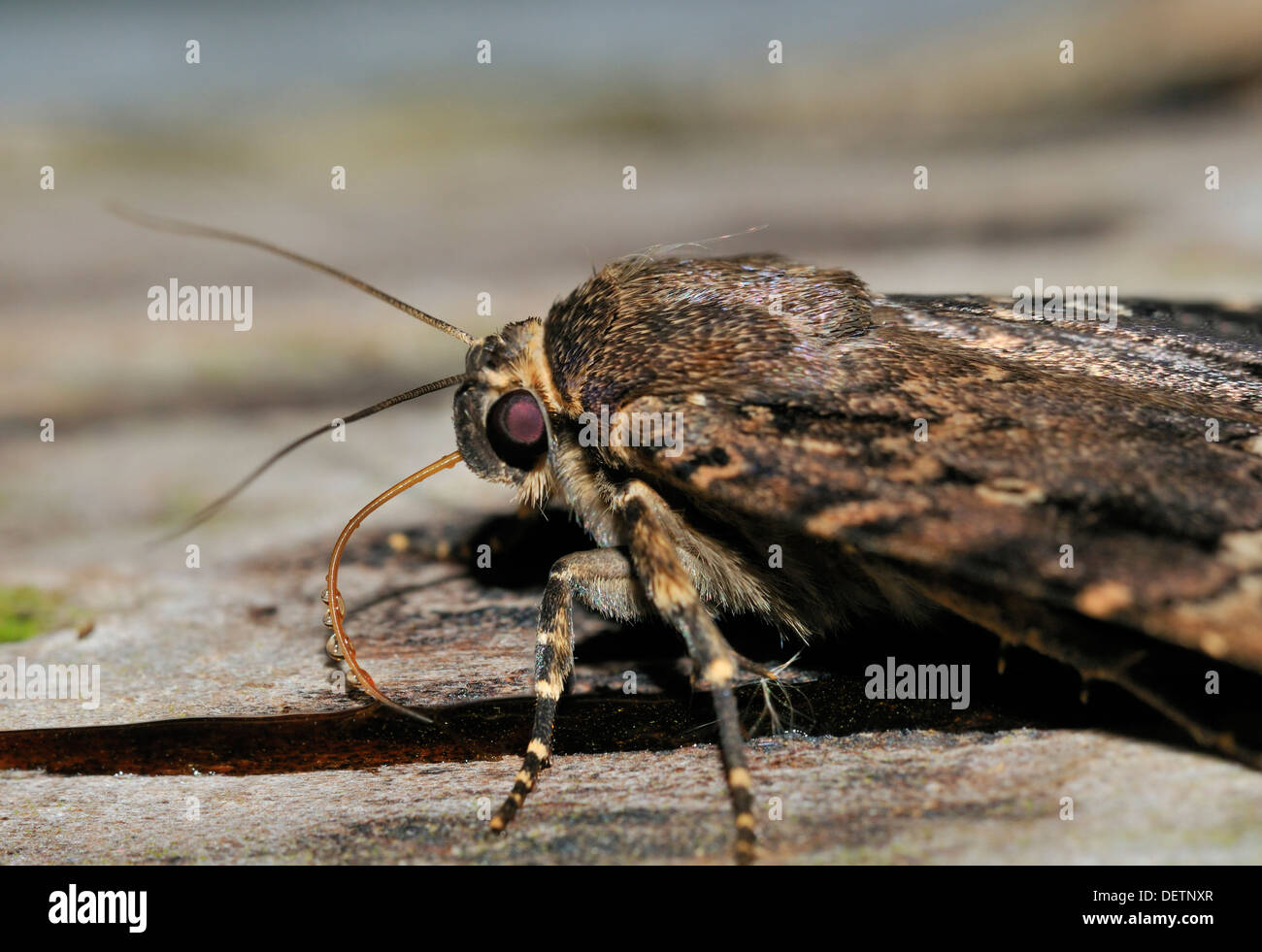 Il rame Underwing Moth - pyramidea Amphipyra alimentazione sullo zucchero esca mostra proboscide Foto Stock