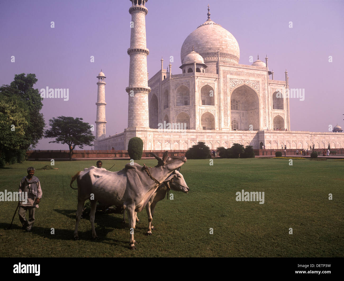 Vista d'angolo del Taj Mahal con buoi e gli uomini in primo piano, Agra, India Foto Stock