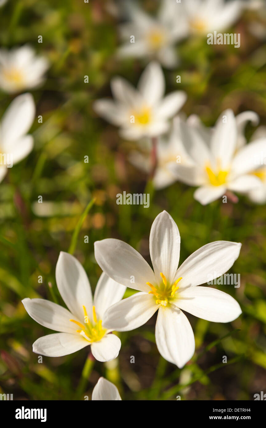 Zephyranthes candida sulla soleggiata giornata estiva che mostra lungo antere gialle contro bianche petali sottili Foto Stock