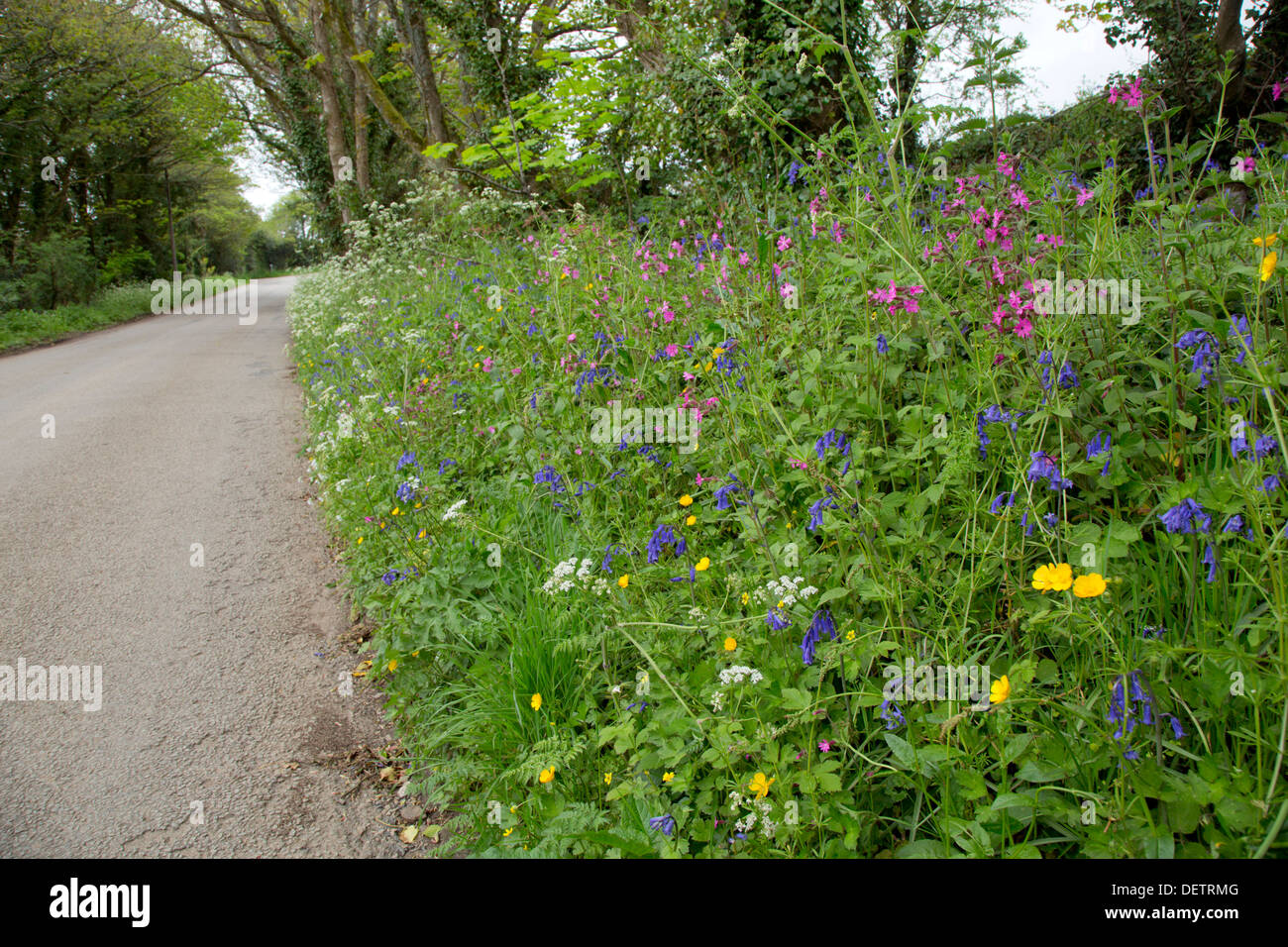 Fiori; strada orlo; la molla; Cornovaglia; Regno Unito Foto Stock