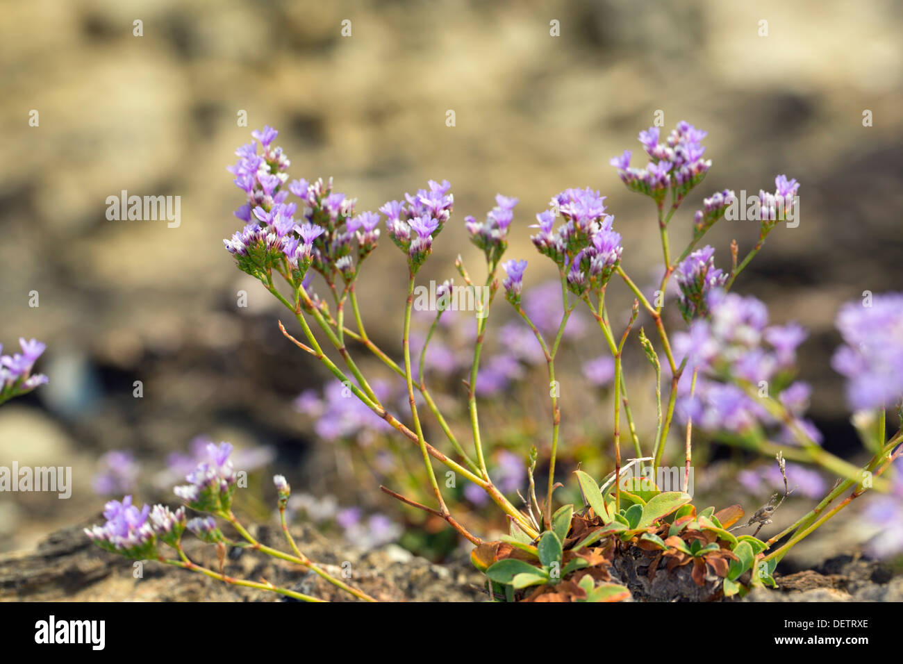 Mare di roccia Lavanda; Limonium binervosum; fiore; Cornovaglia; Regno Unito Foto Stock