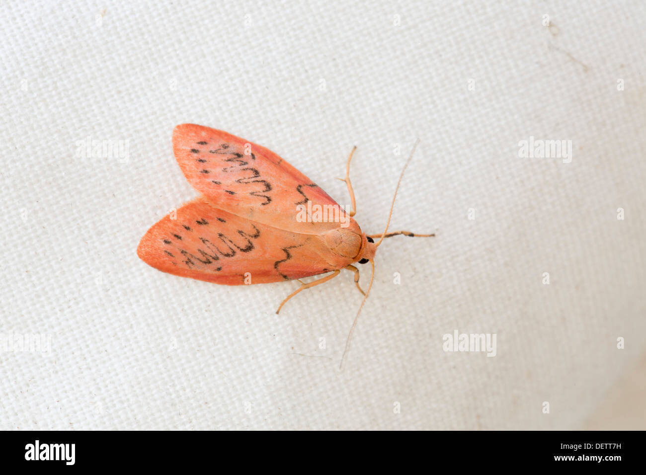 Rosy un fante Moth; Miltochrista miniata; Regno Unito Foto Stock