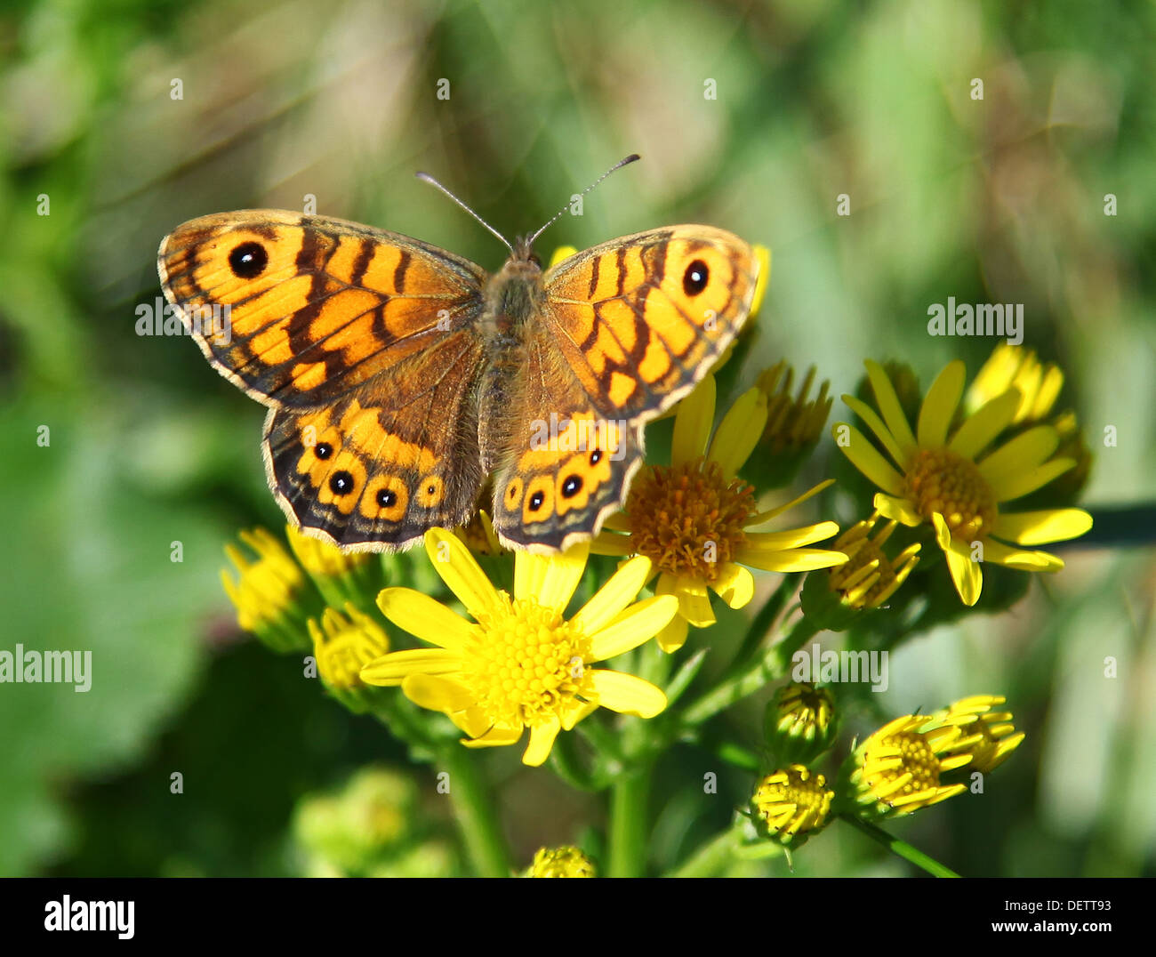 The Wall Brown (Lasiommata megera), o Wall Butterfly, Inghilterra, Regno Unito Foto Stock