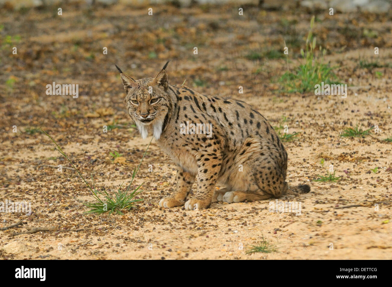 Iberian Lynx Lynx pardinus femmina da Coto de Donana, Spagna fotografato in Andalusia, Spagna Foto Stock