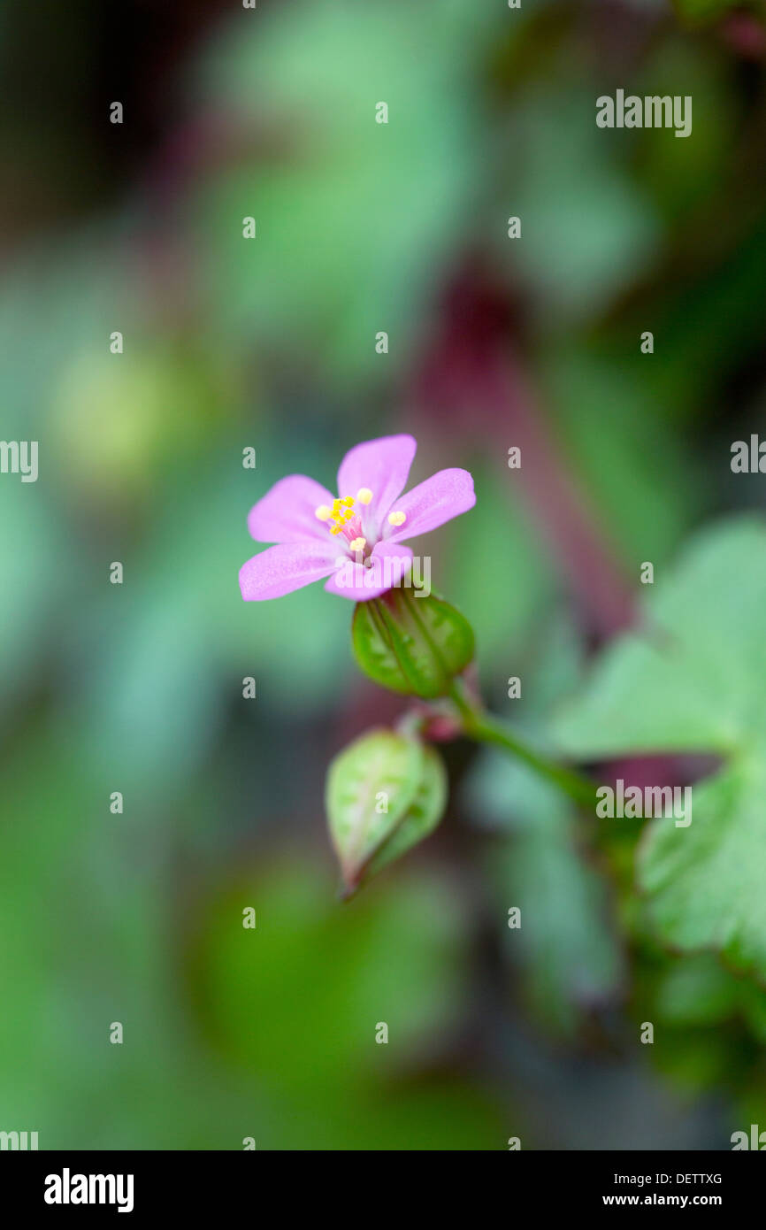 Shining Cranesbill; Geranium lucidum; Shetland; Regno Unito Foto Stock