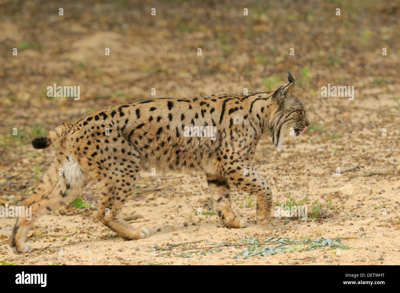 Iberian Lynx Lynx pardinus femmina da Coto de Donana, Spagna fotografato in Andalusia, Spagna Foto Stock