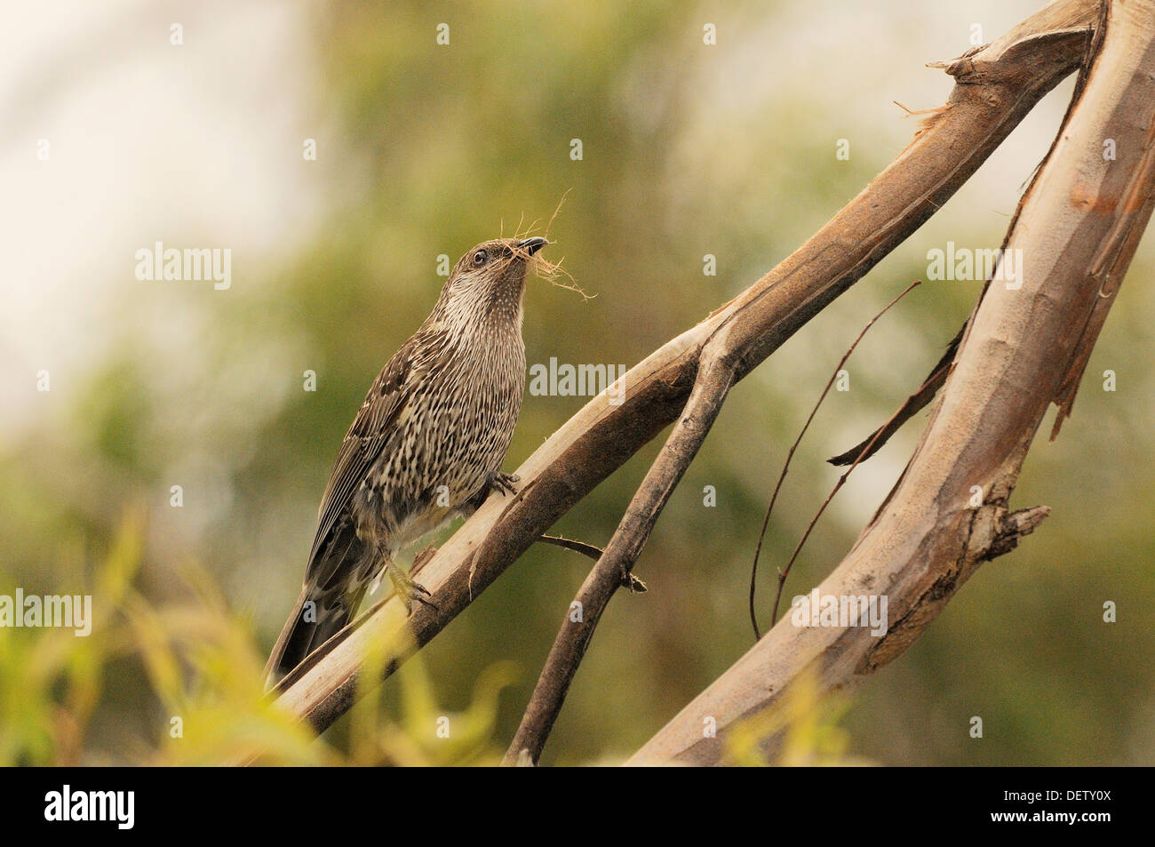 Poco Wattlebird Anthochaera chrysoptera fotografato in Tasmania, Australia. La raccolta di materiale di nido Foto Stock