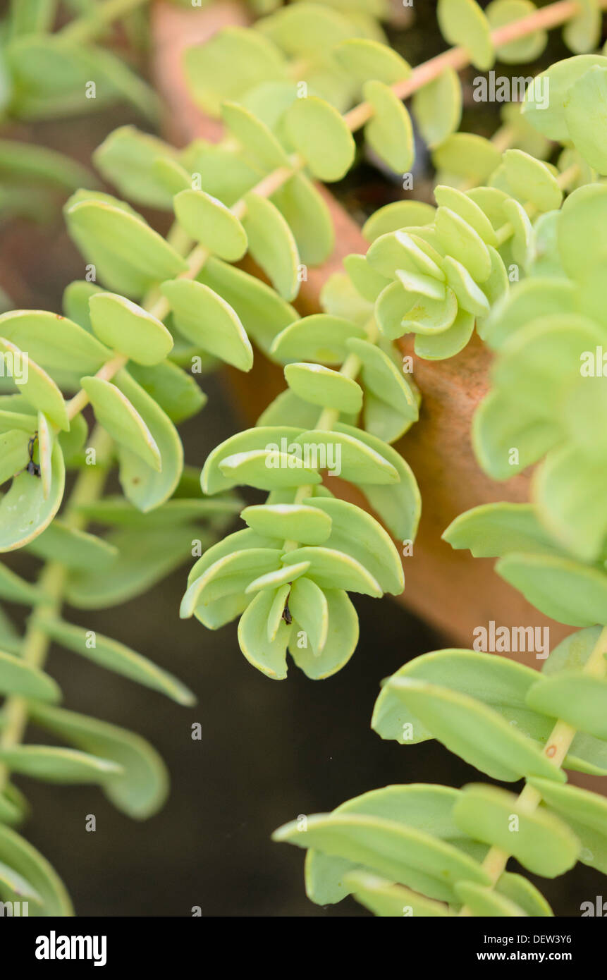 Golden root (Rhodiola rosea) Foto Stock