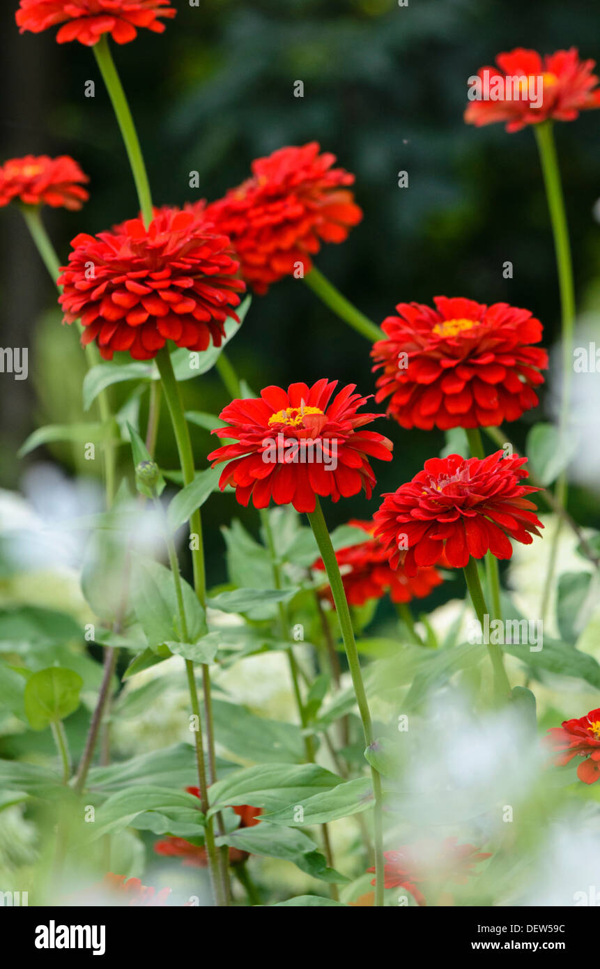 Comune (zinnia zinnia violacea 'Scarlet fiamma' syn. zinnia elegans 'Scarlet fiamma') Foto Stock