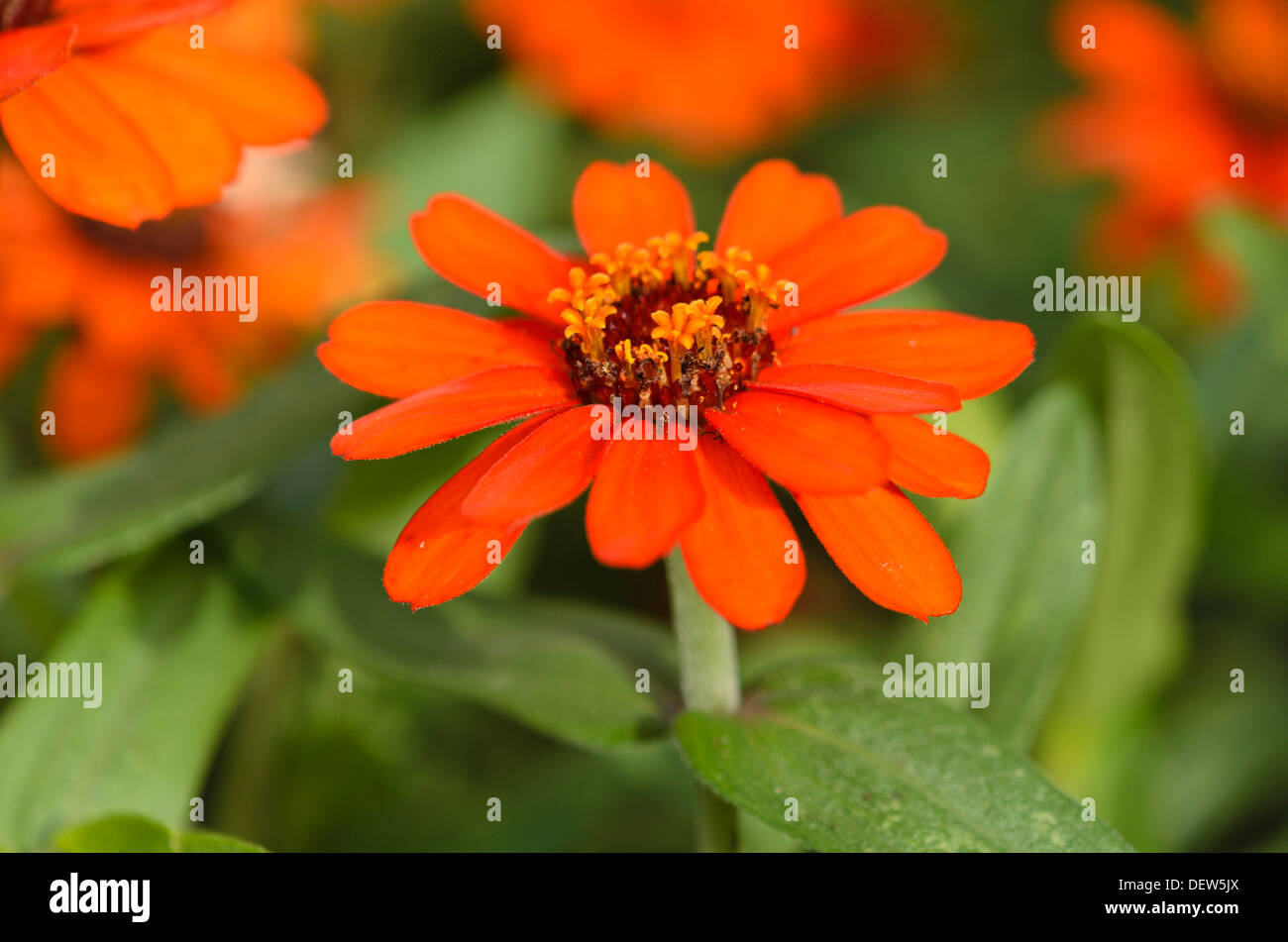 Narrowleaf zinnia (zinnia angustifolia "profusione arancione") Foto Stock