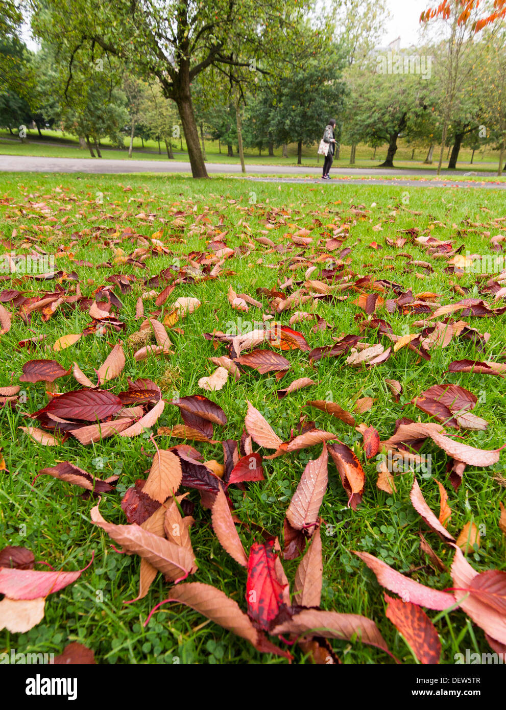 Foglie di autunno e rusty foglie colorate portando in autunno a Glasgow, Scotland, Regno Unito 2013. Brown, arancione e rosso Foto Stock