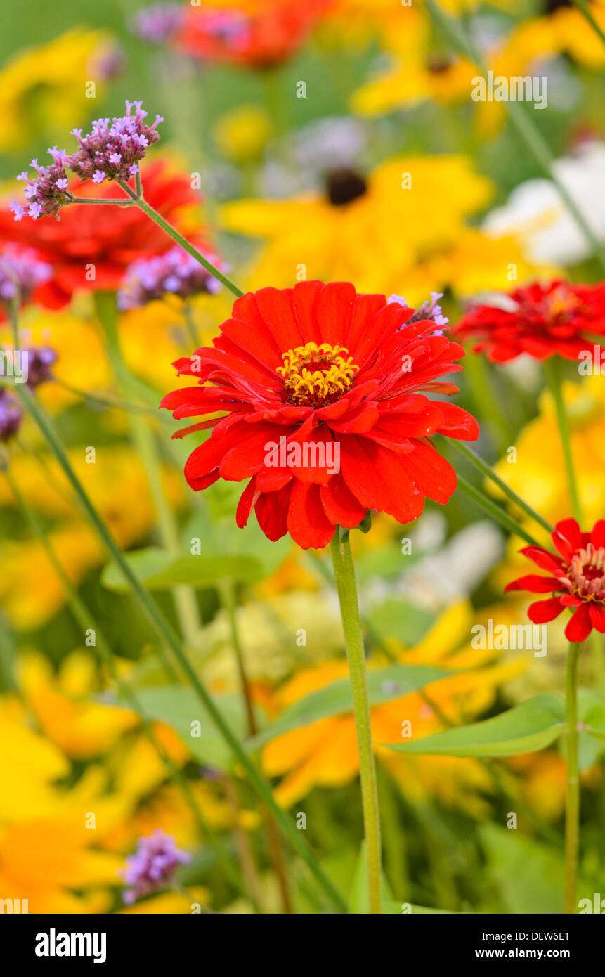 Comune (zinnia zinnia violacea 'Scarlet fiamma' syn. zinnia elegans 'Scarlet fiamma') Foto Stock