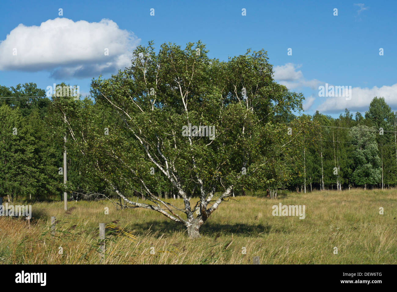 Betulla in un campo con cielo estivo Foto Stock