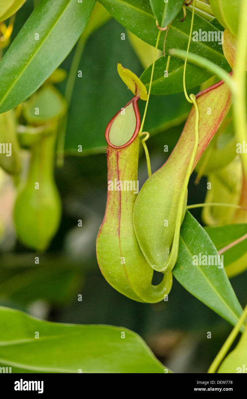 Pianta brocca (nepenthes alata) Foto Stock