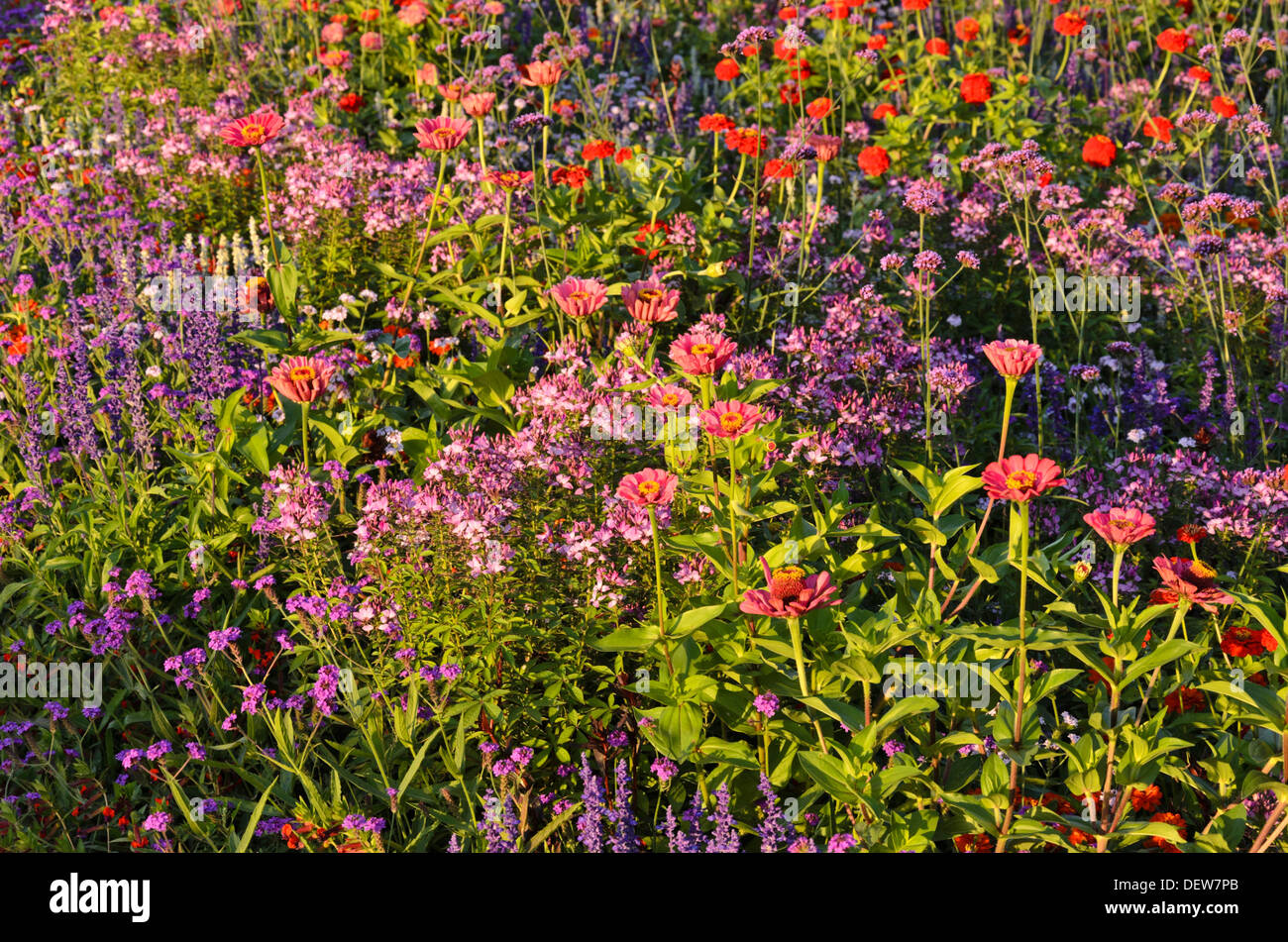 Spider fiori (tarenaya syn. cleome) e zinnias (zinnia) Foto Stock