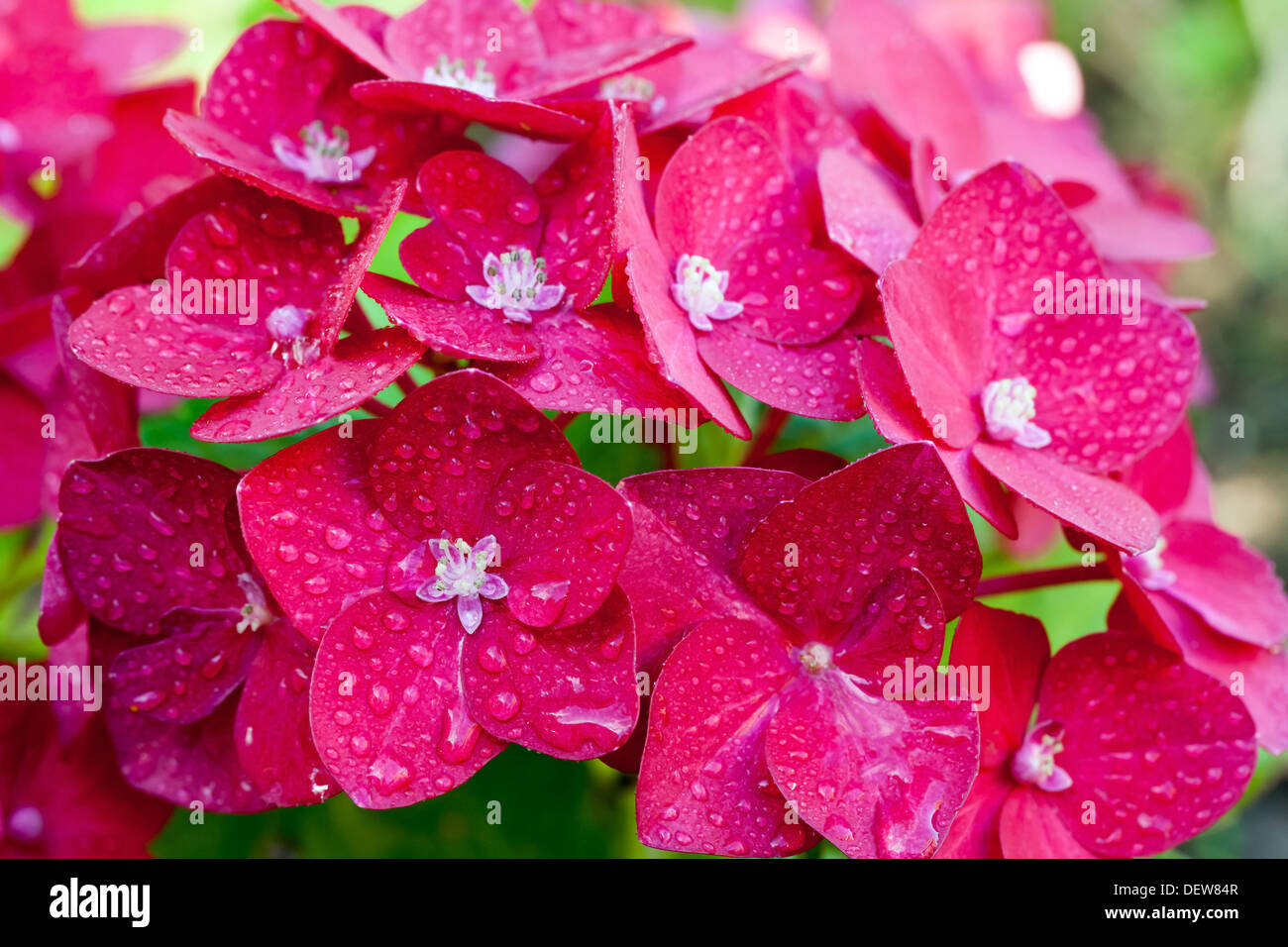 Foto macro di wet red hydrangea fiori con gocce di pioggia Foto Stock