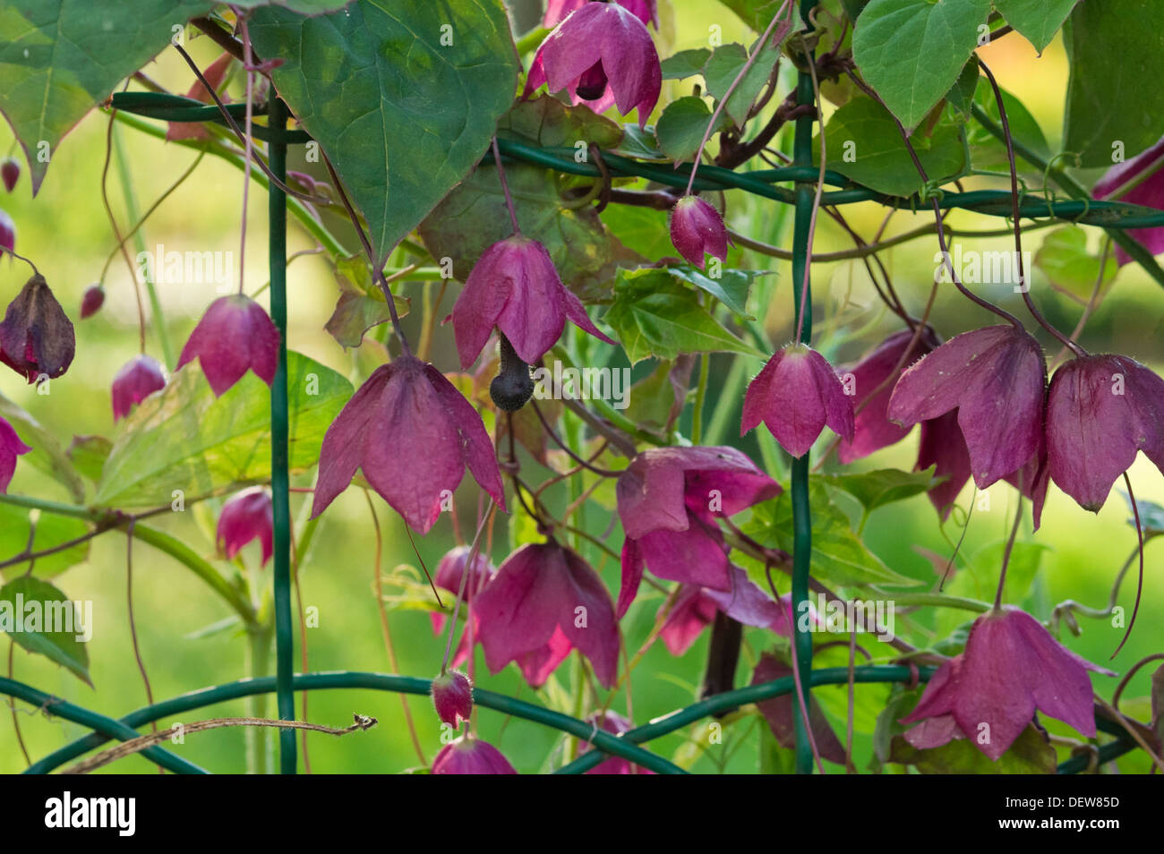 Vino di colore viola campana da una recinzione Foto Stock