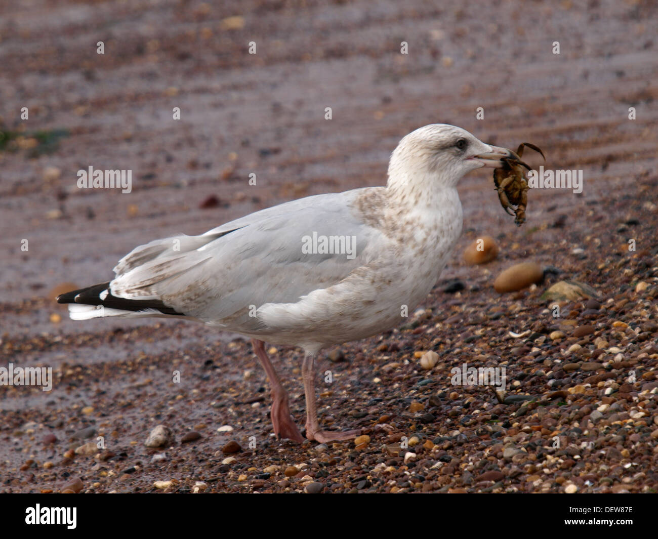 Aringa Gabbiano, Larus argentatus con un granchio nel suo becco, Devon, Regno Unito 2013 Foto Stock