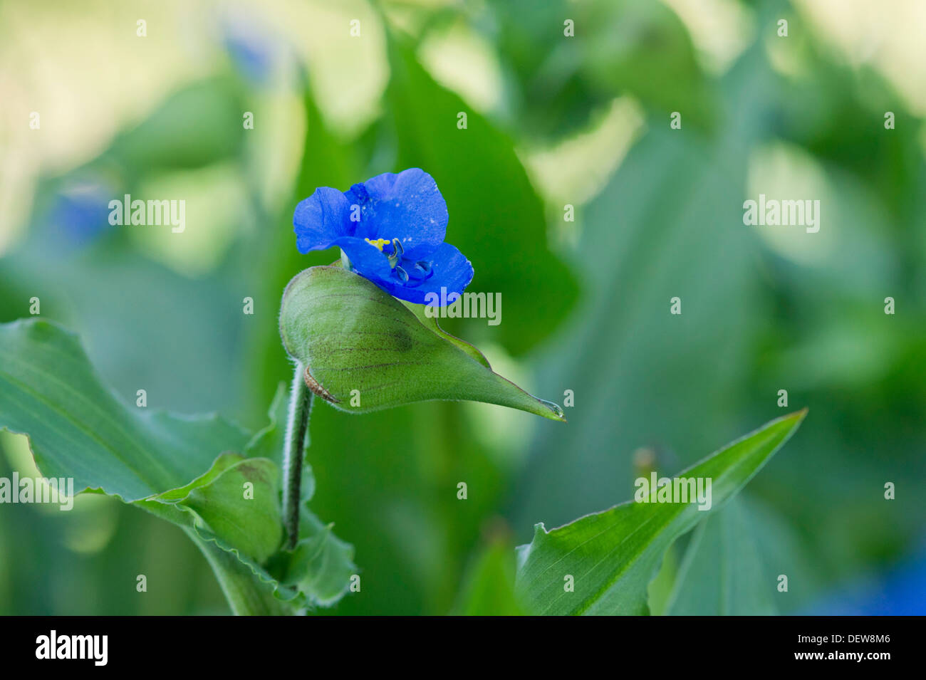 Commelina tuberosa Foto Stock