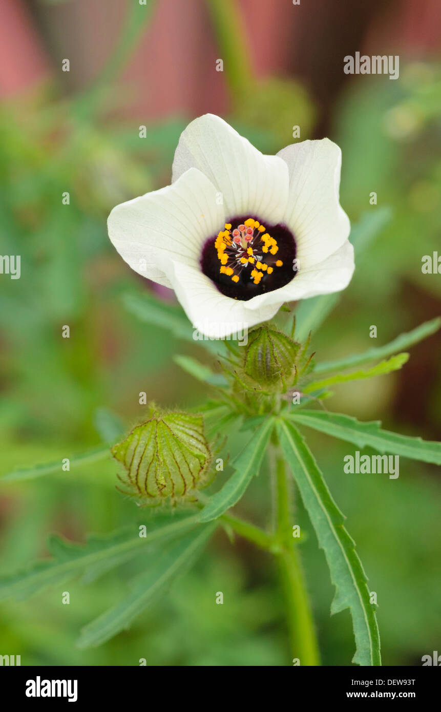 Canapa Indiana (Hibiscus .cannabinus) Foto Stock