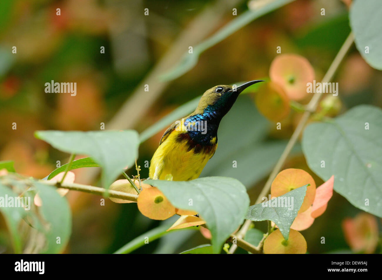 Bel maschio oliva-backed Sunbird (Nectarinia jugularis) a tree top Foto Stock