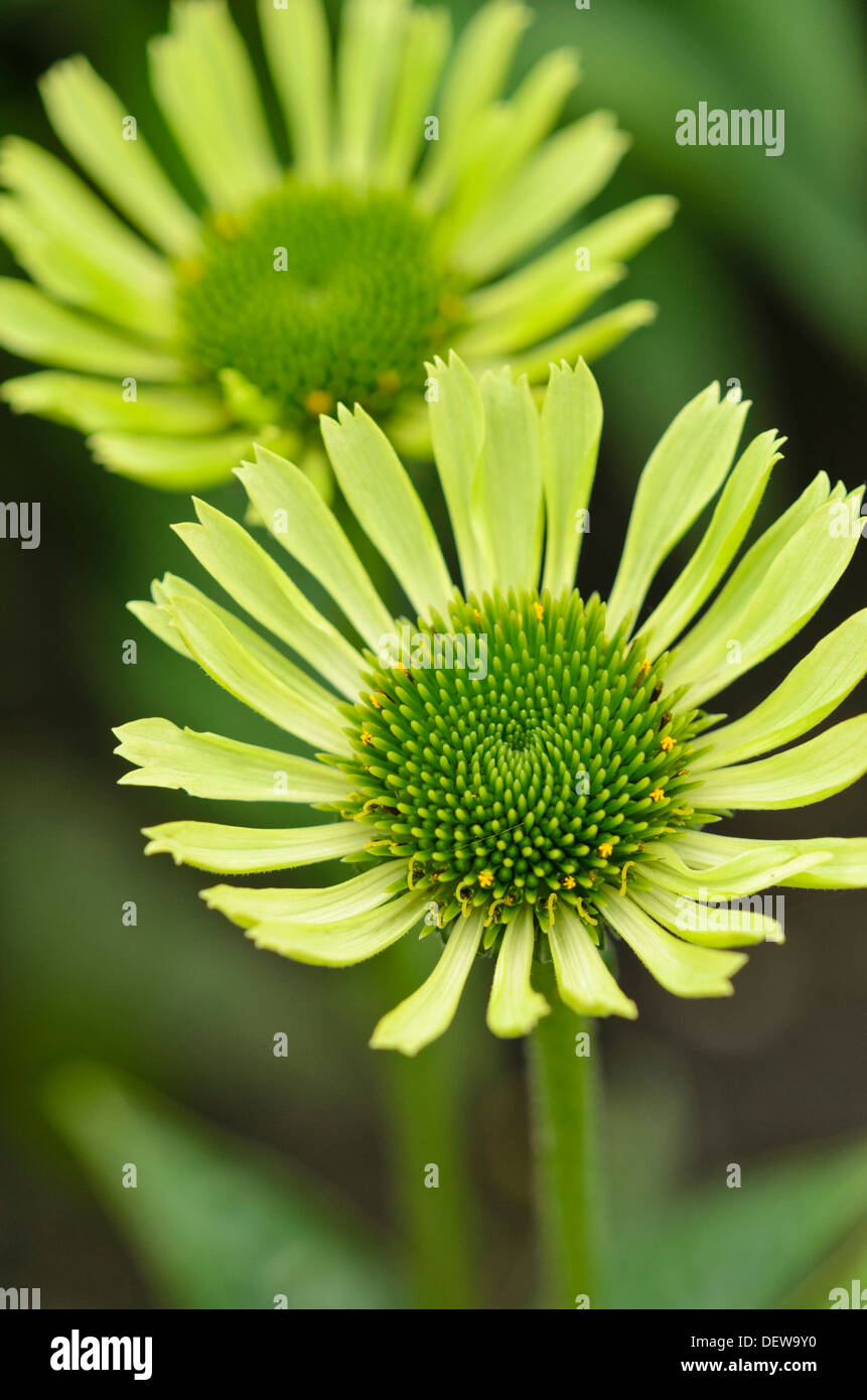 Cono viola fiore (l'echinacea purpurea 'gioiello verde') Foto Stock