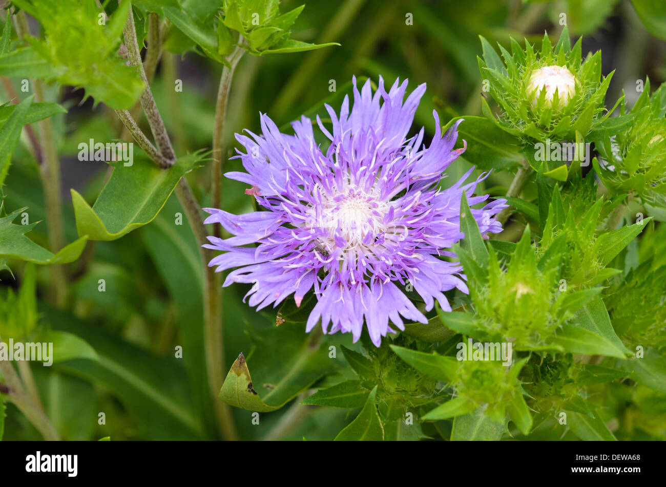 Stokes aster (stokesia laevis 'viola parasol') Foto Stock