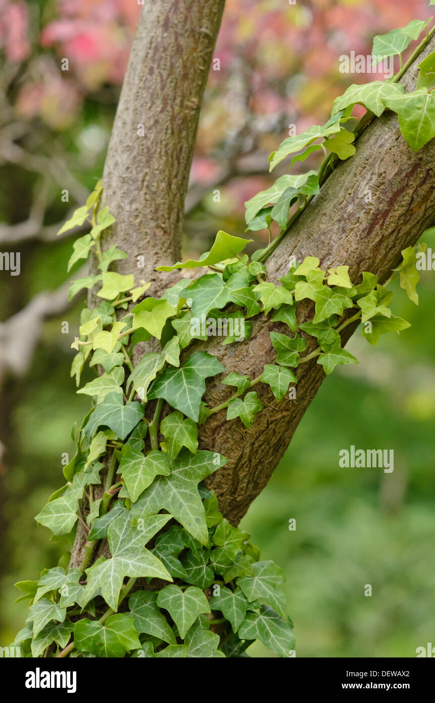 Edera comune (Hedera helix) Foto Stock