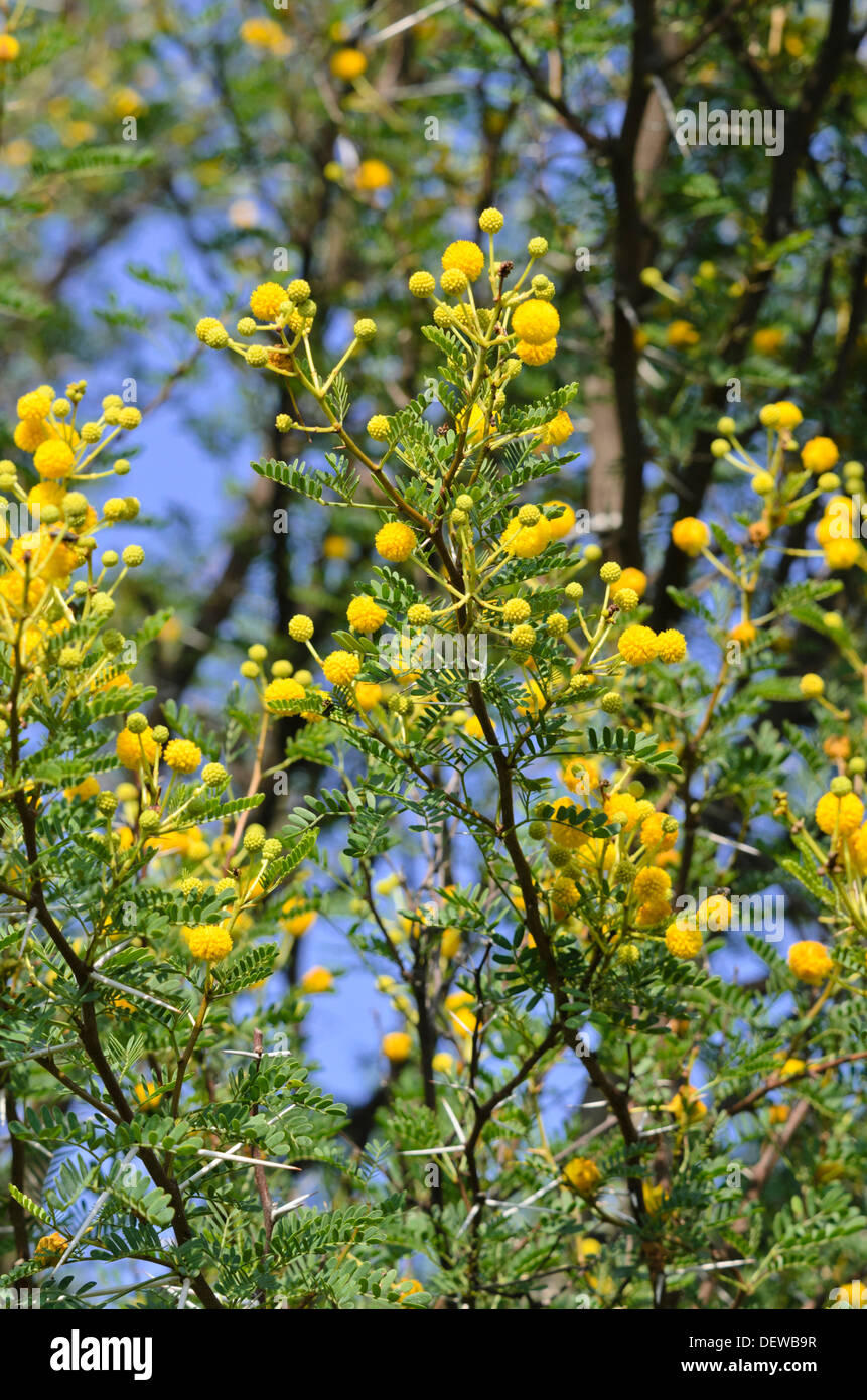 Sweet thorn (acacia karroo) Foto Stock