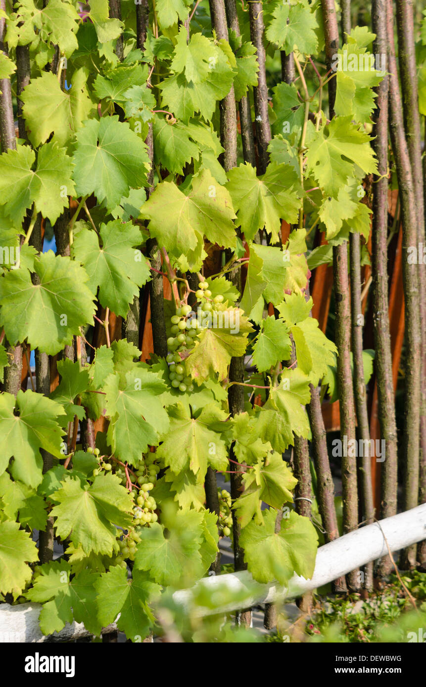 Vite di uva (Vitis vinifera) Foto Stock