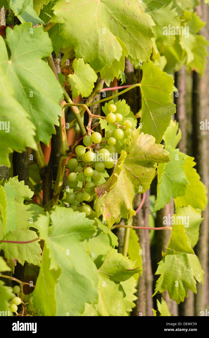 Vite di uva (Vitis vinifera) Foto Stock