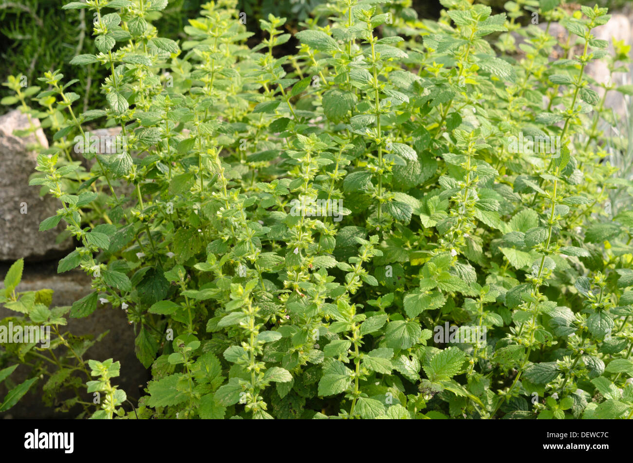 Melissa (Melissa officinalis) Foto Stock