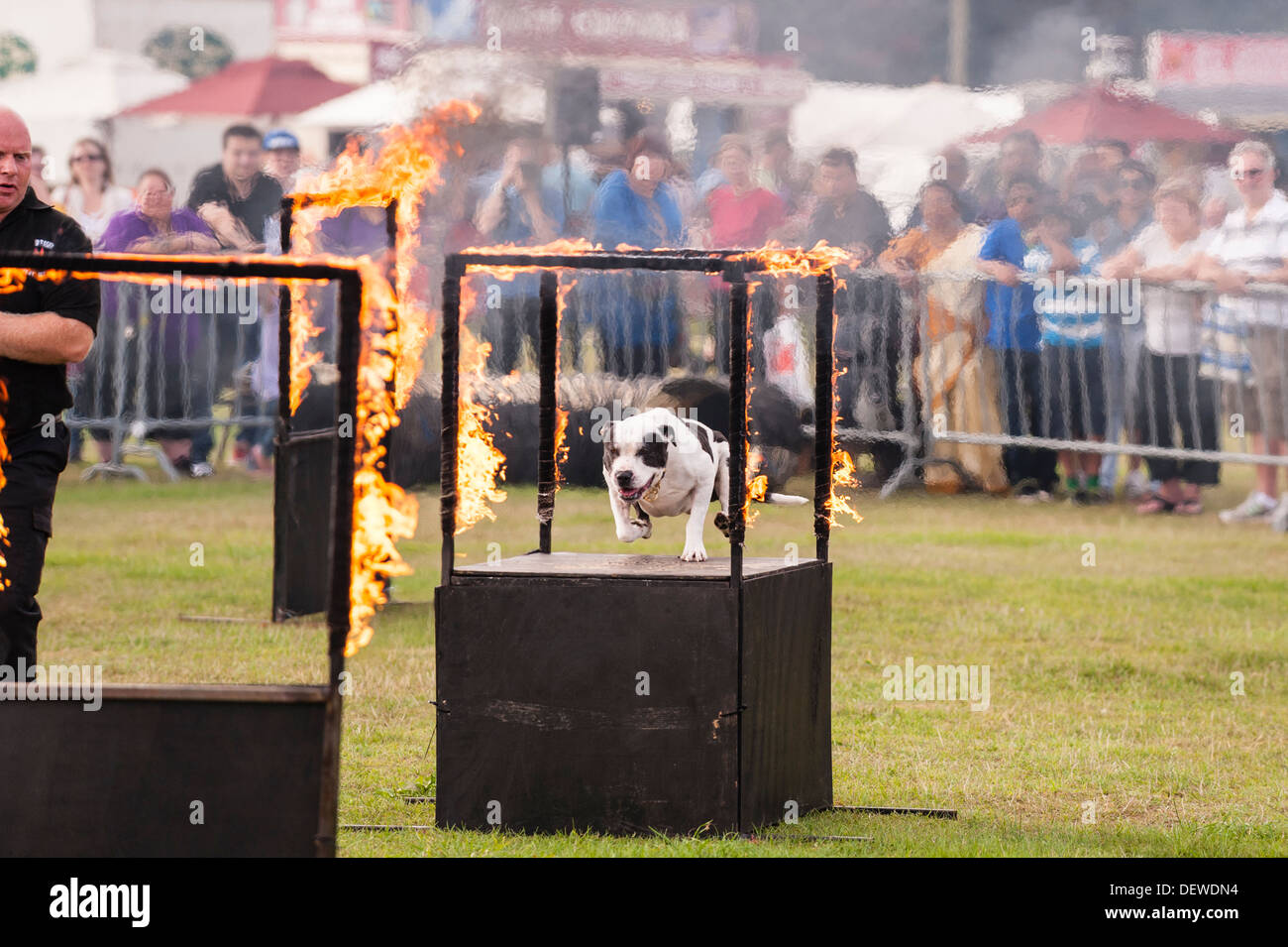 Un cane di saltare attraverso un cerchio di fuoco a Tutto su cani mostrano al Norfolk Showground, Norwich, Norfolk, Inghilterra, Regno Unito Foto Stock