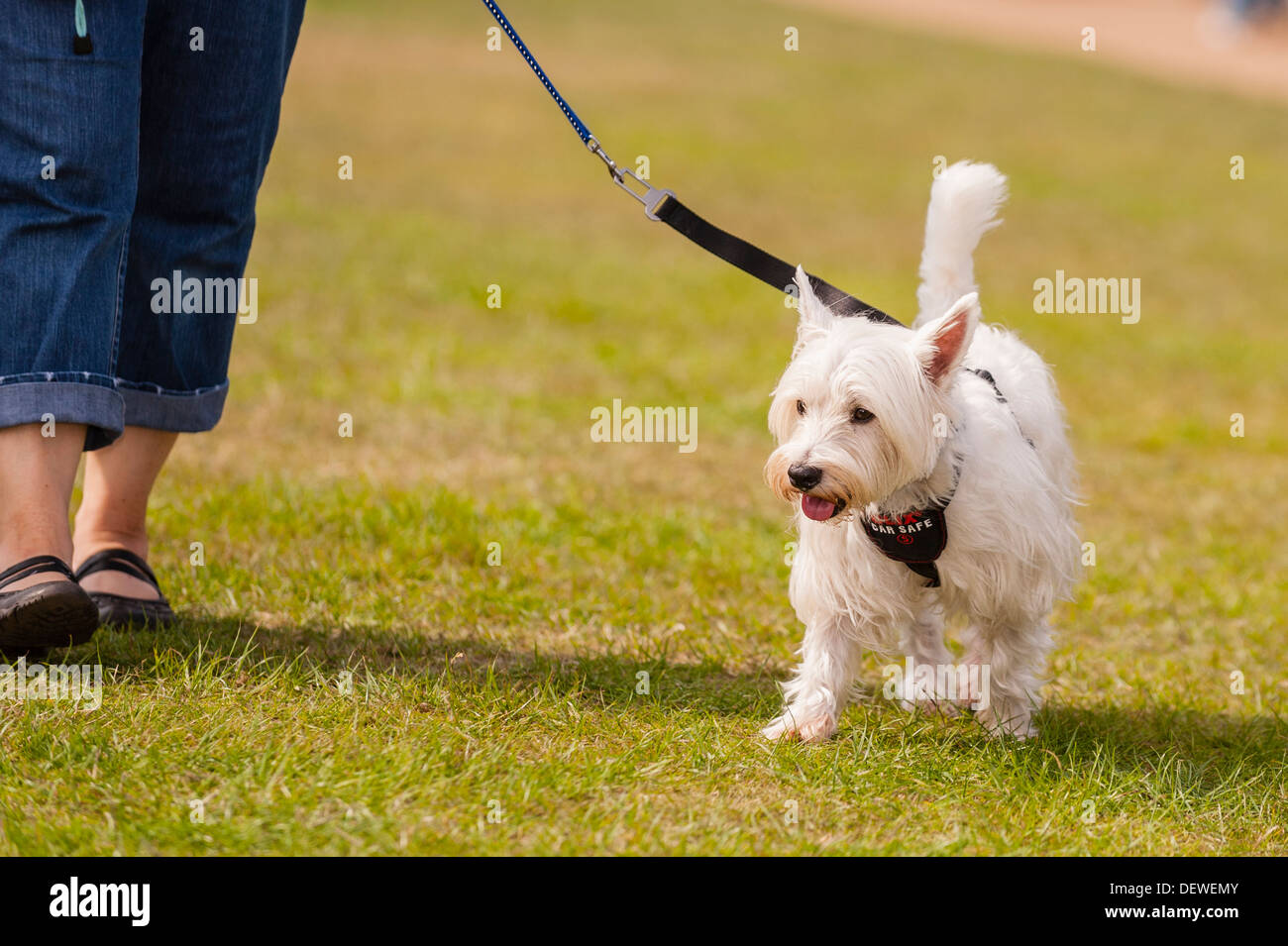 Una donna con il suo cane al Tutto su cani mostrano al Norfolk Showground, Norwich, Norfolk, Inghilterra, Regno Unito Foto Stock