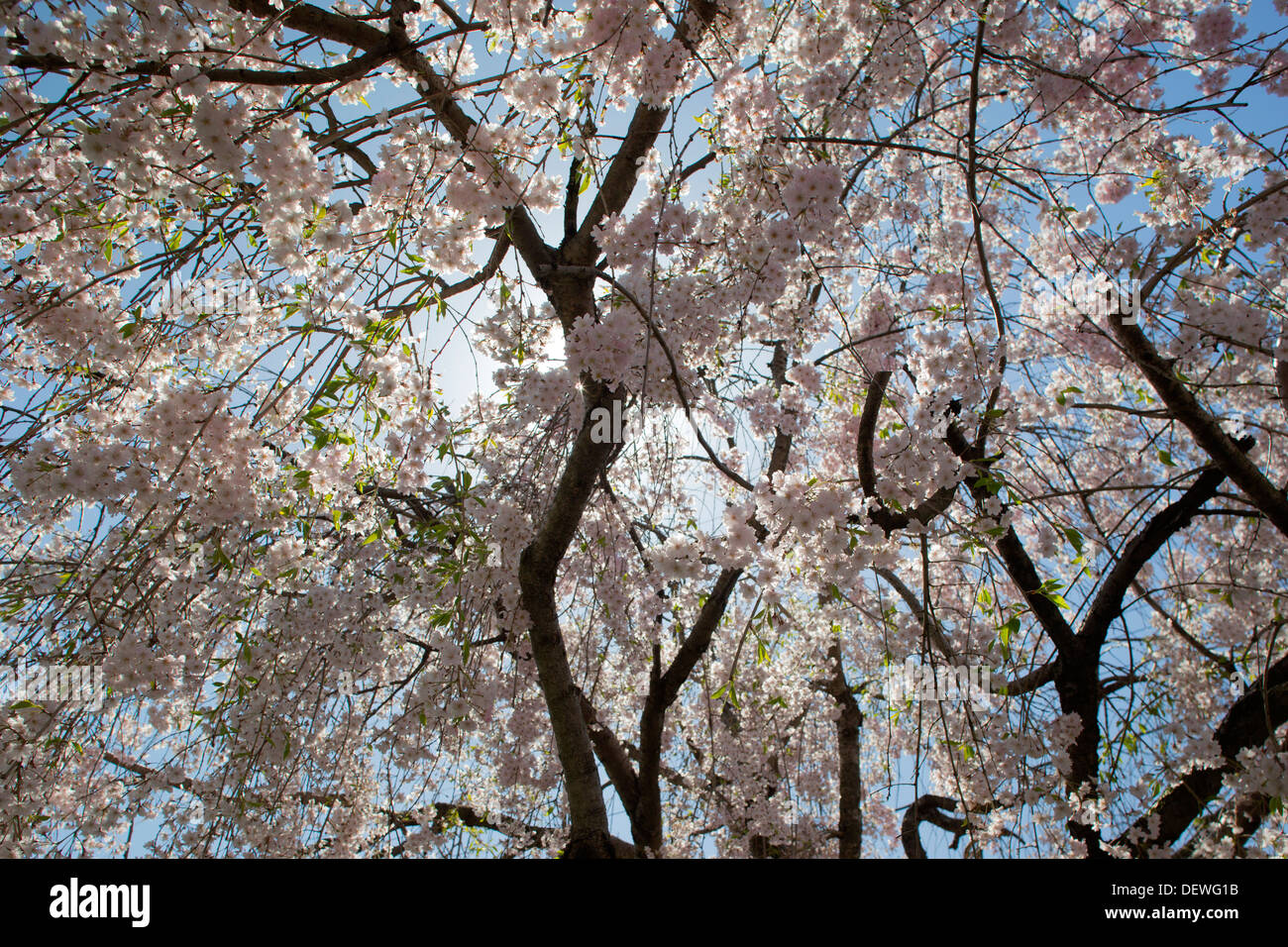 JAPANESE Cherry Blossoms ALLEGHENY COUNTY PENNSYLVANIA USA Foto Stock