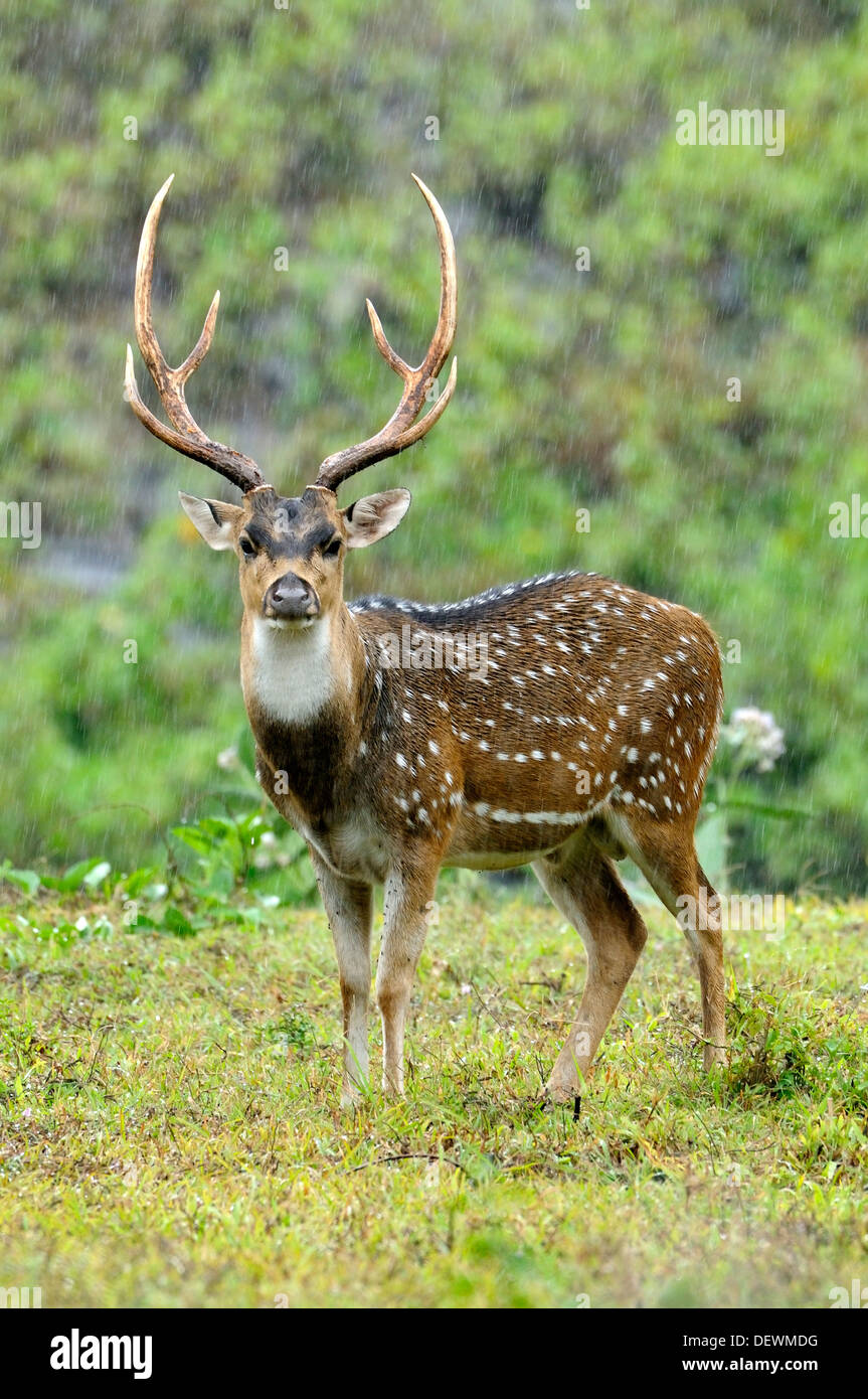 SPOTTED DEER IN RAIN Foto Stock