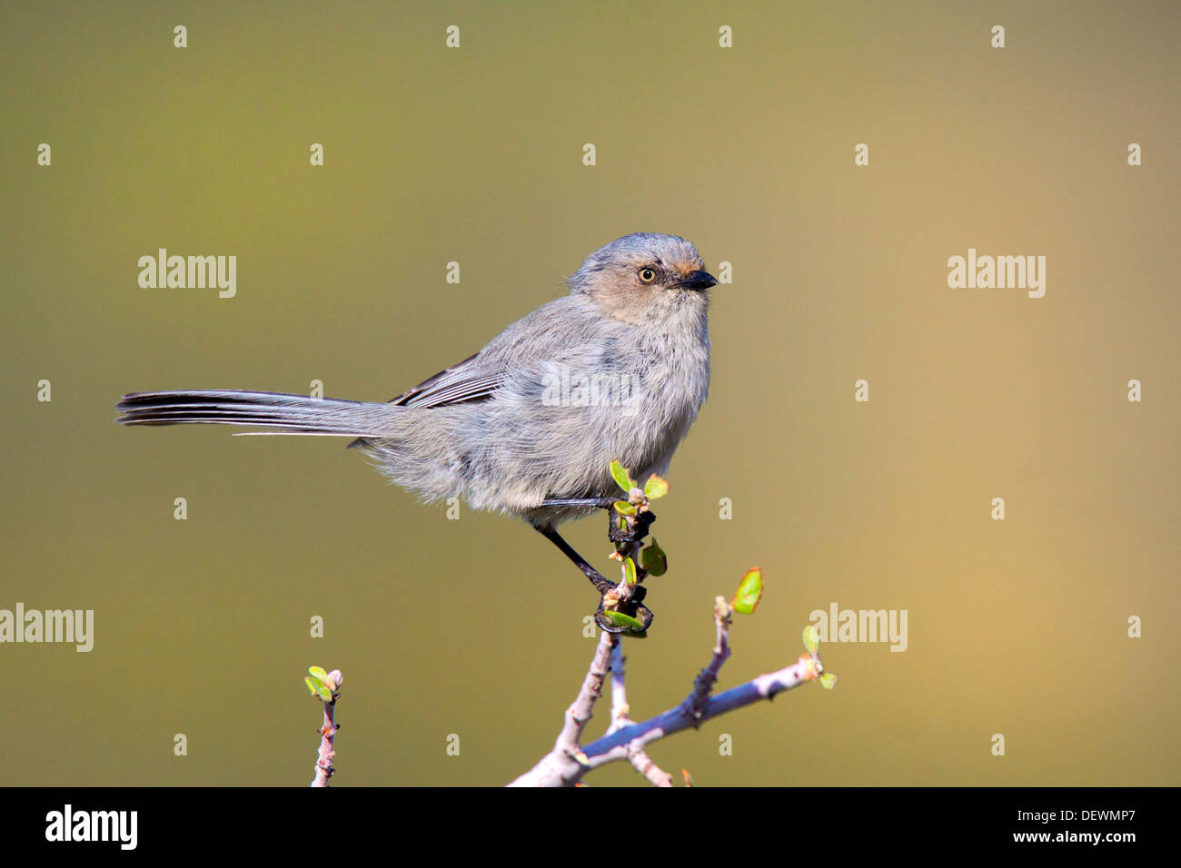 Bushtit Psaltriparus minimus Oracle, Pinal County, Arizona, Stati Uniti 10 settembre femmina adulta interno Aegithalidae gara Foto Stock