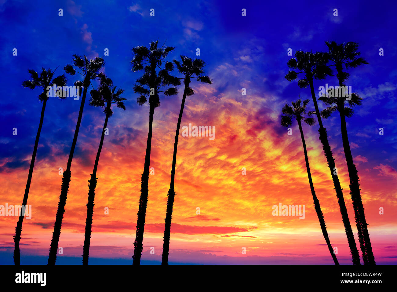 California palme gruppo tramonto con cielo colorato Foto Stock