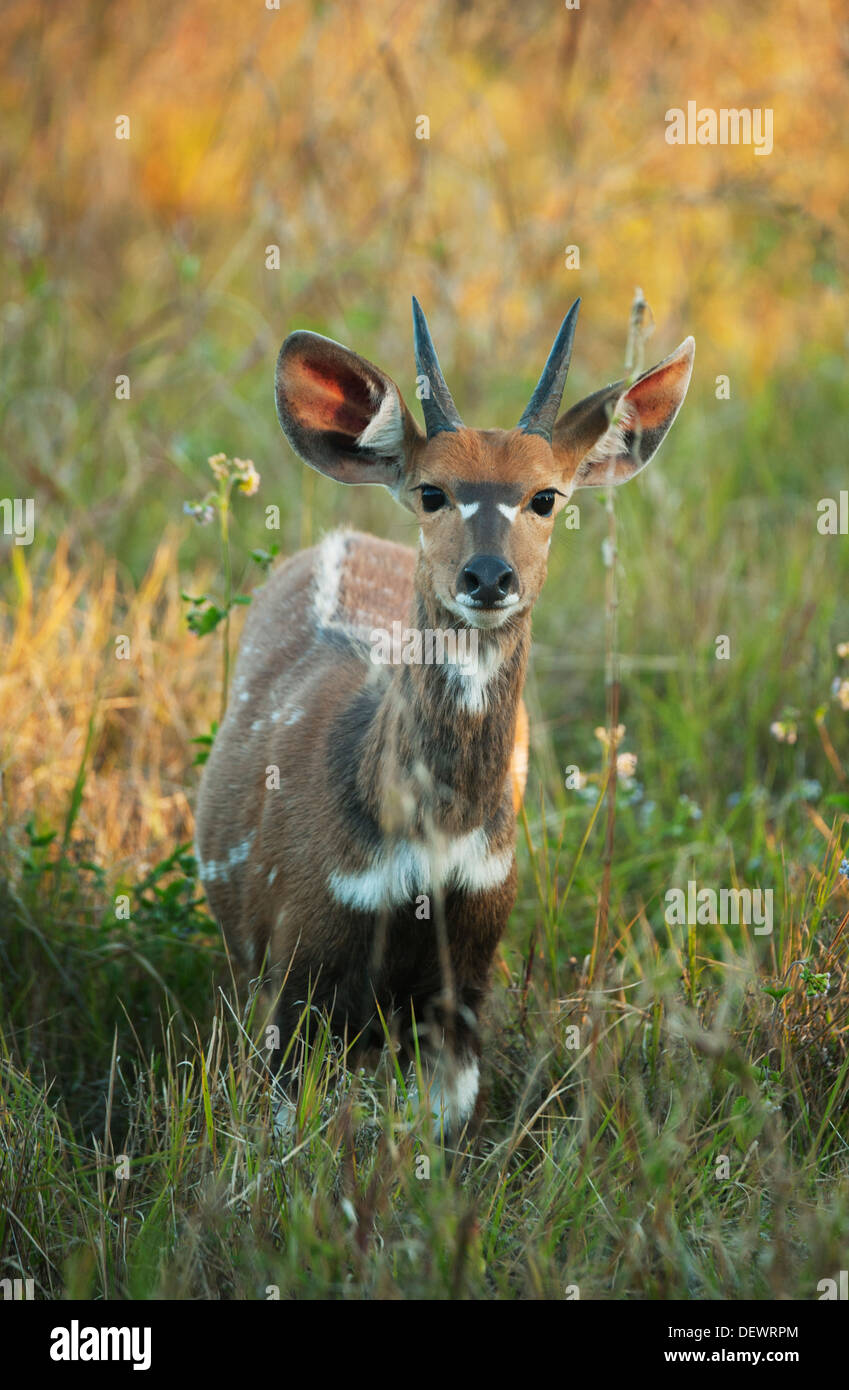 Bushbuck (Tragelaphus scriptus) Victoria Falls National Park, Zimbabwe Foto Stock