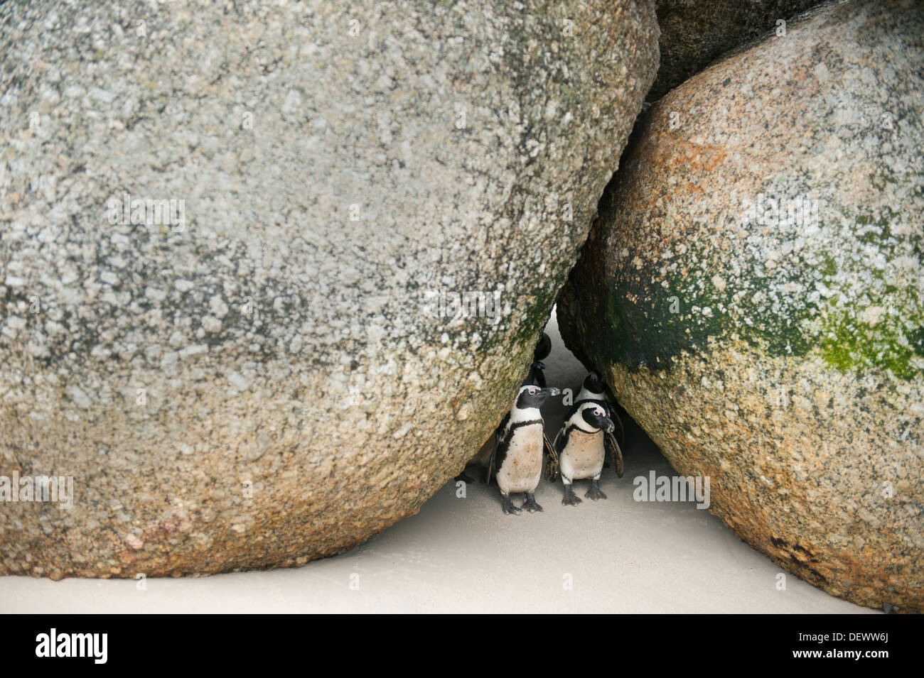 Pinguino africano (Spheniscus demersus) Selvatica, Boulders Beach, Cape Peninsula, Africa del Sud in via di estinzione Foto Stock