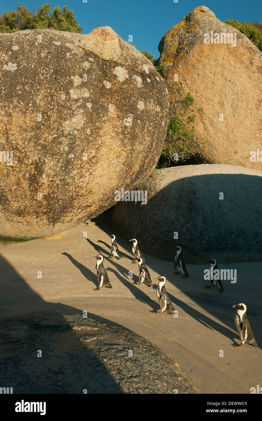 Pinguino africano (Spheniscus demersus) Selvatica, Boulders Beach, Cape Peninsula, Africa del Sud in via di estinzione Foto Stock