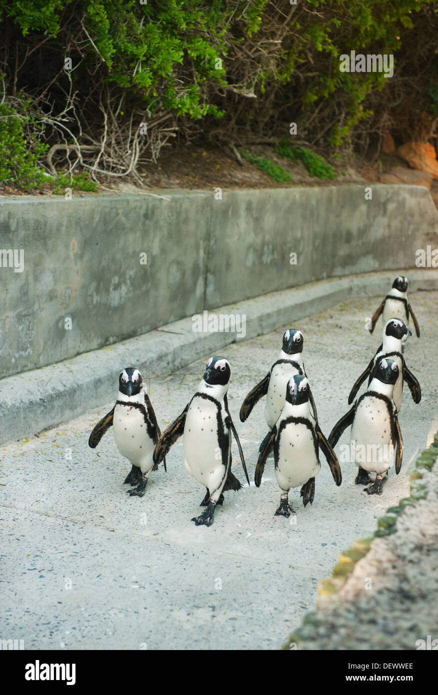 Pinguino africano (Spheniscus demersus) Selvatica, salire a piedi a percorso di calcestruzzo, Boulders Beach, Cape Peninsula, Africa del Sud in via di estinzione Foto Stock