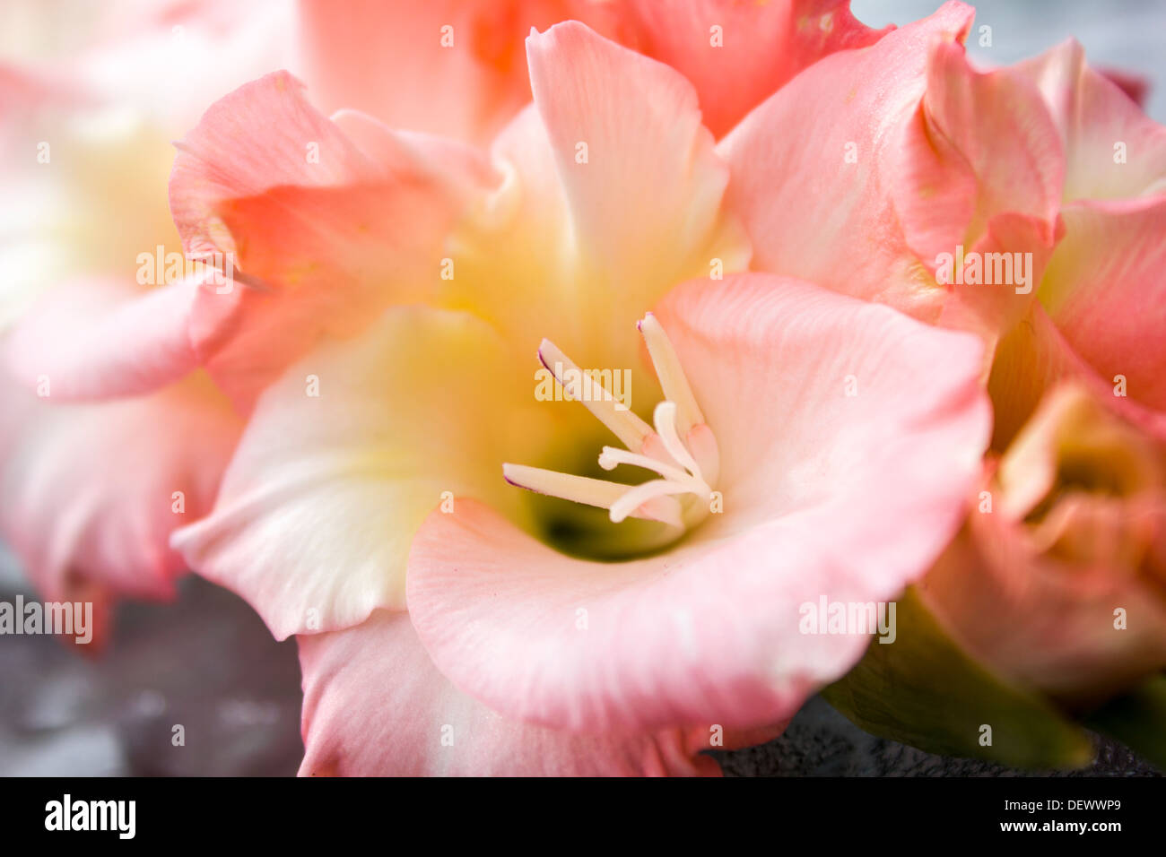 Rosa Fiore Gladiola Closeup Foto Stock