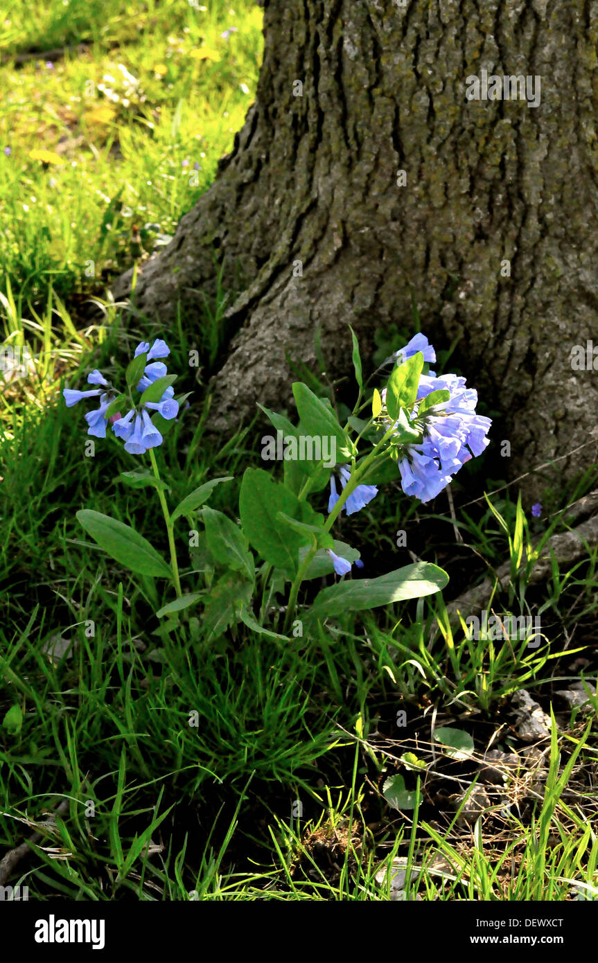 Fiori viola Foto Stock