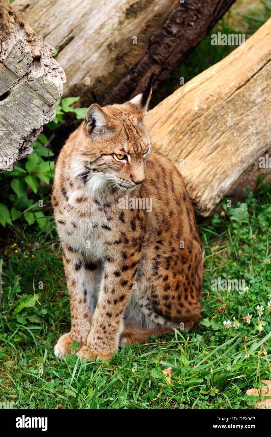 Eurasian comune, Lynx Lynx lynx seduto sull'erba Foto Stock