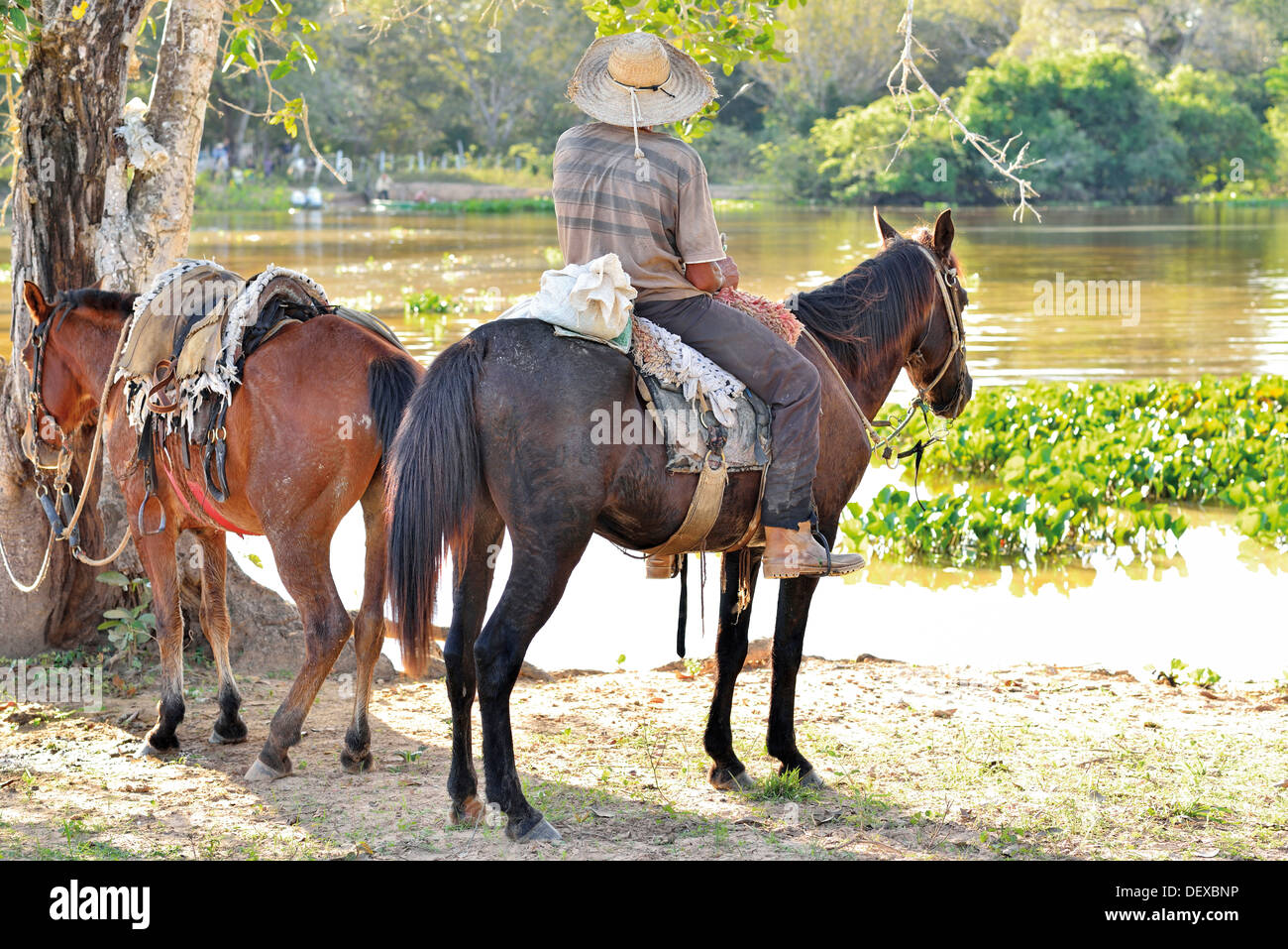 Il Brasile, Pantanal: uomo e due cavalli a riverside di Rio Claro Foto Stock