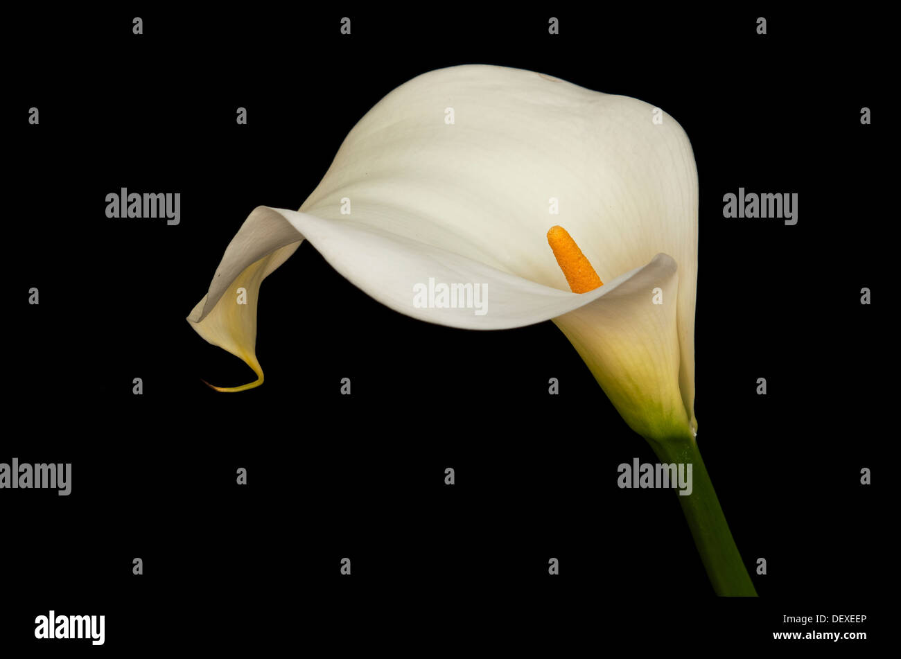 White Arum lily su sfondo nero Foto Stock